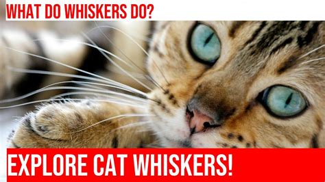 Whiskers and Balance: The Secret to Cats' Acrobatic Skills